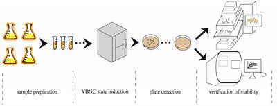 Resistance to preservatives and the viable but non-culturable state formation of Asaia lannensis in flavored syrups
